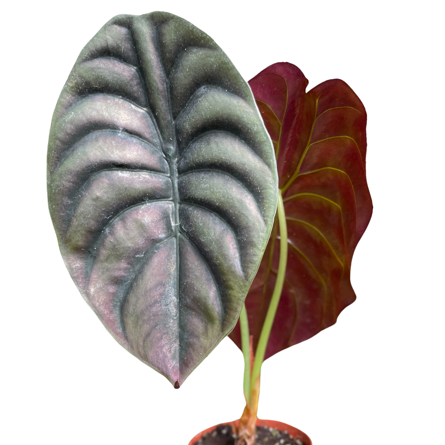 Alocasia 'Red Secret'