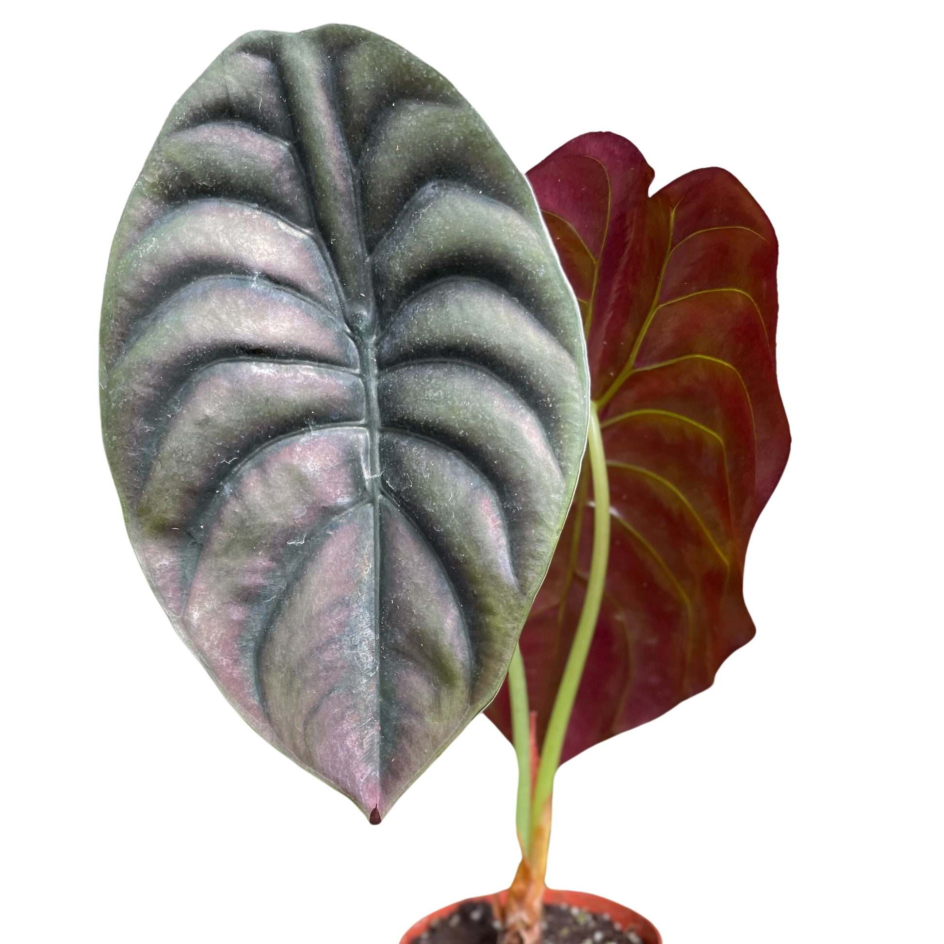 Alocasia 'Red Secret'