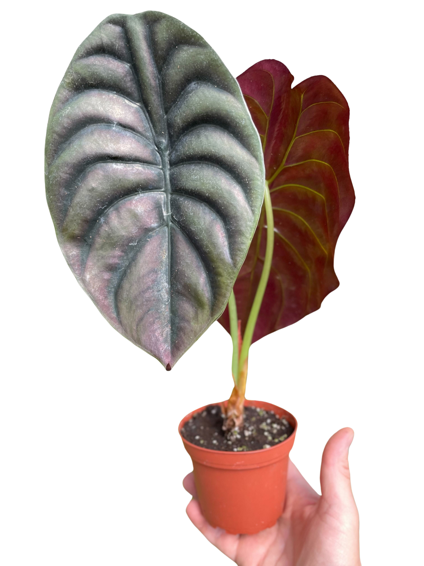 Alocasia Cuprea 'Red Secret'