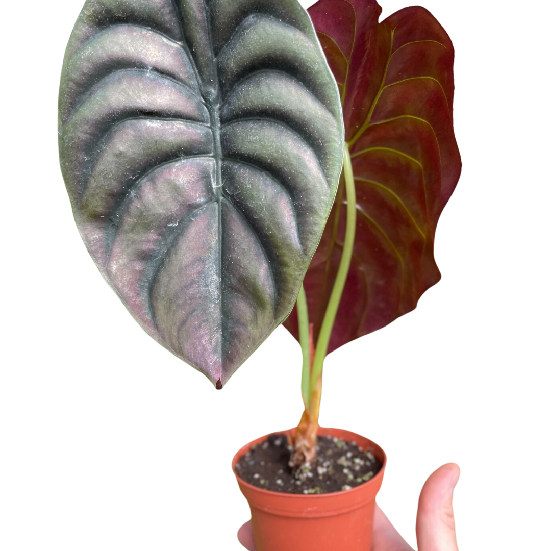 Alocasia Cuprea 'Red Secret'