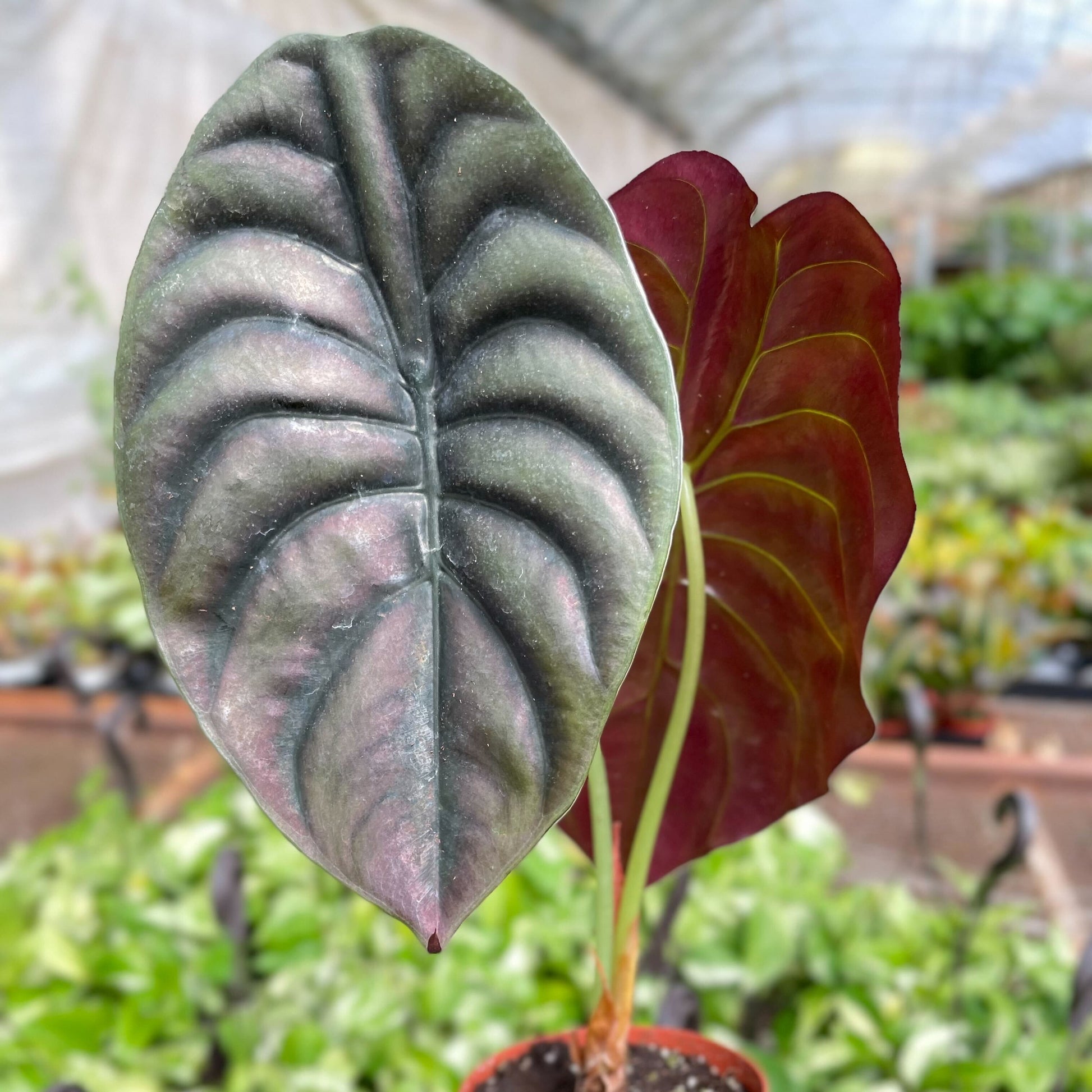 Alocasia 'Red Secret'