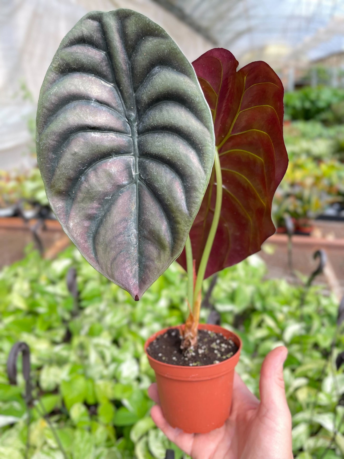 Alocasia Cuprea 'Red Secret'