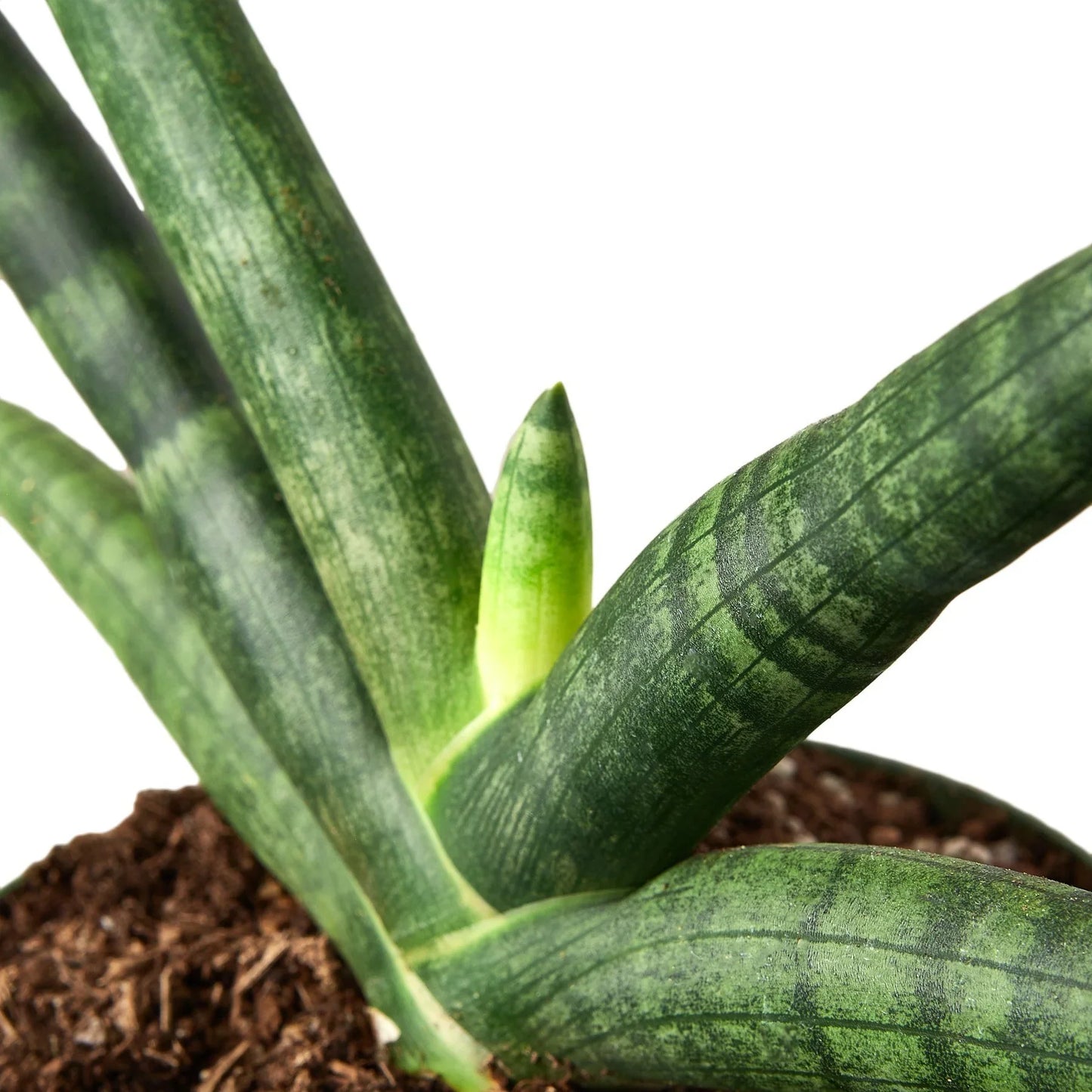 Starfish Snake Plant