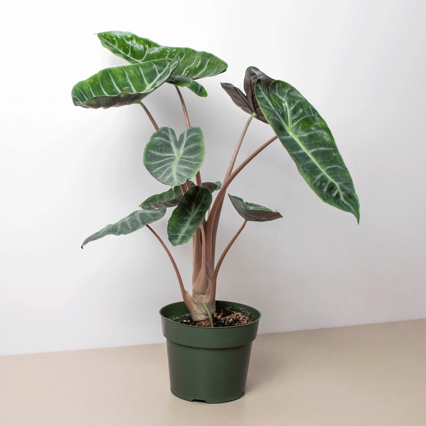 Alocasia Pink Dragon 6"