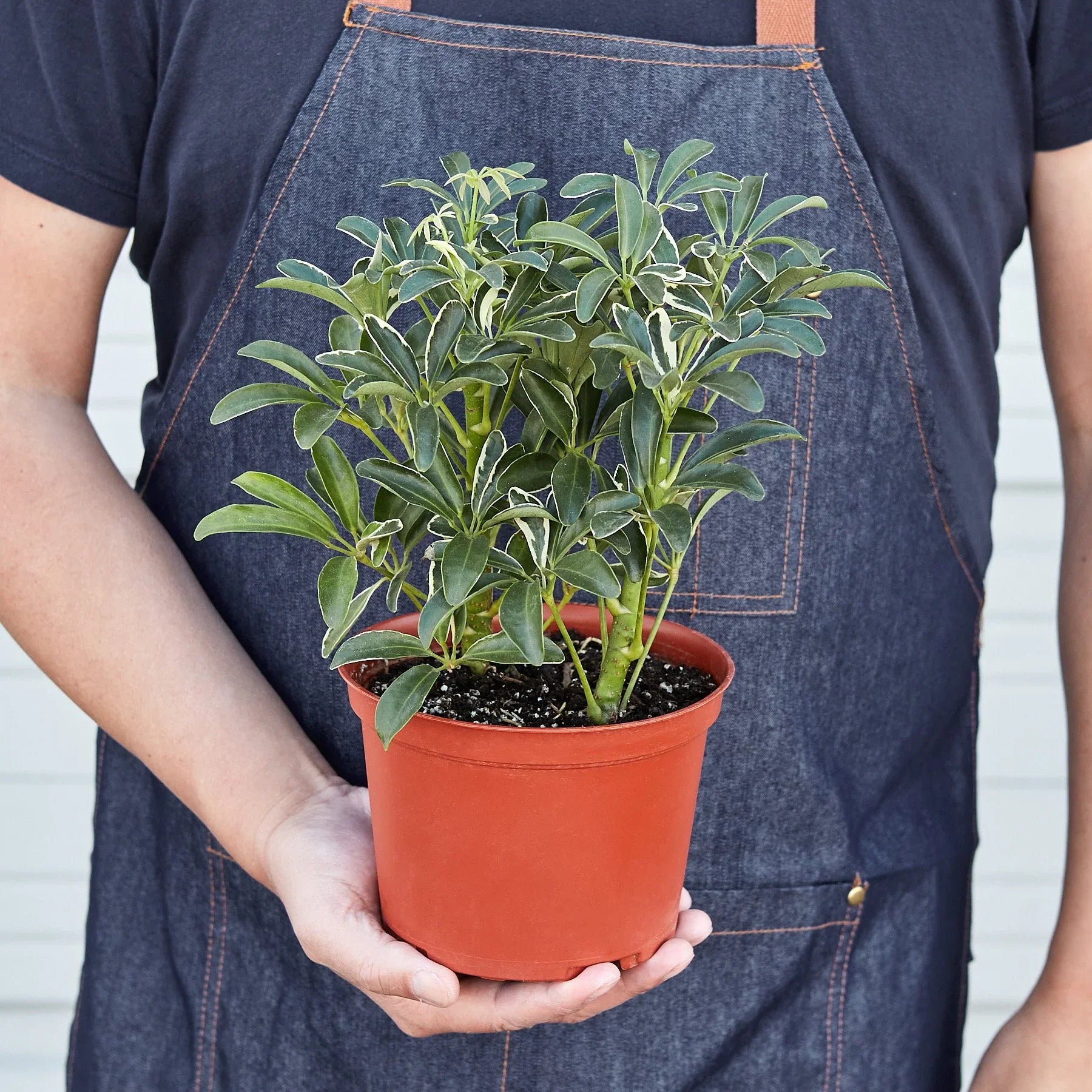 Schefflera Moonlight 'Umbrella Plant' 6"