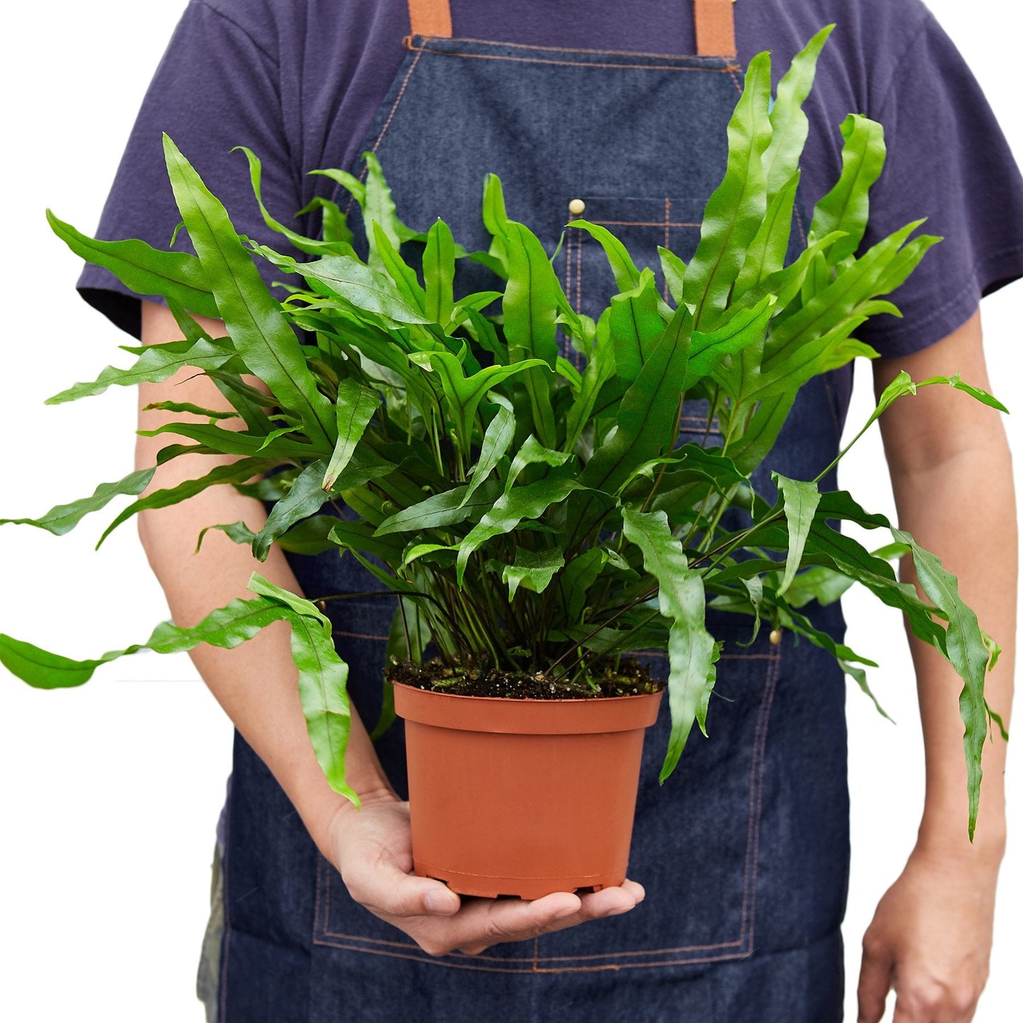 Kangaroo Paw Fern