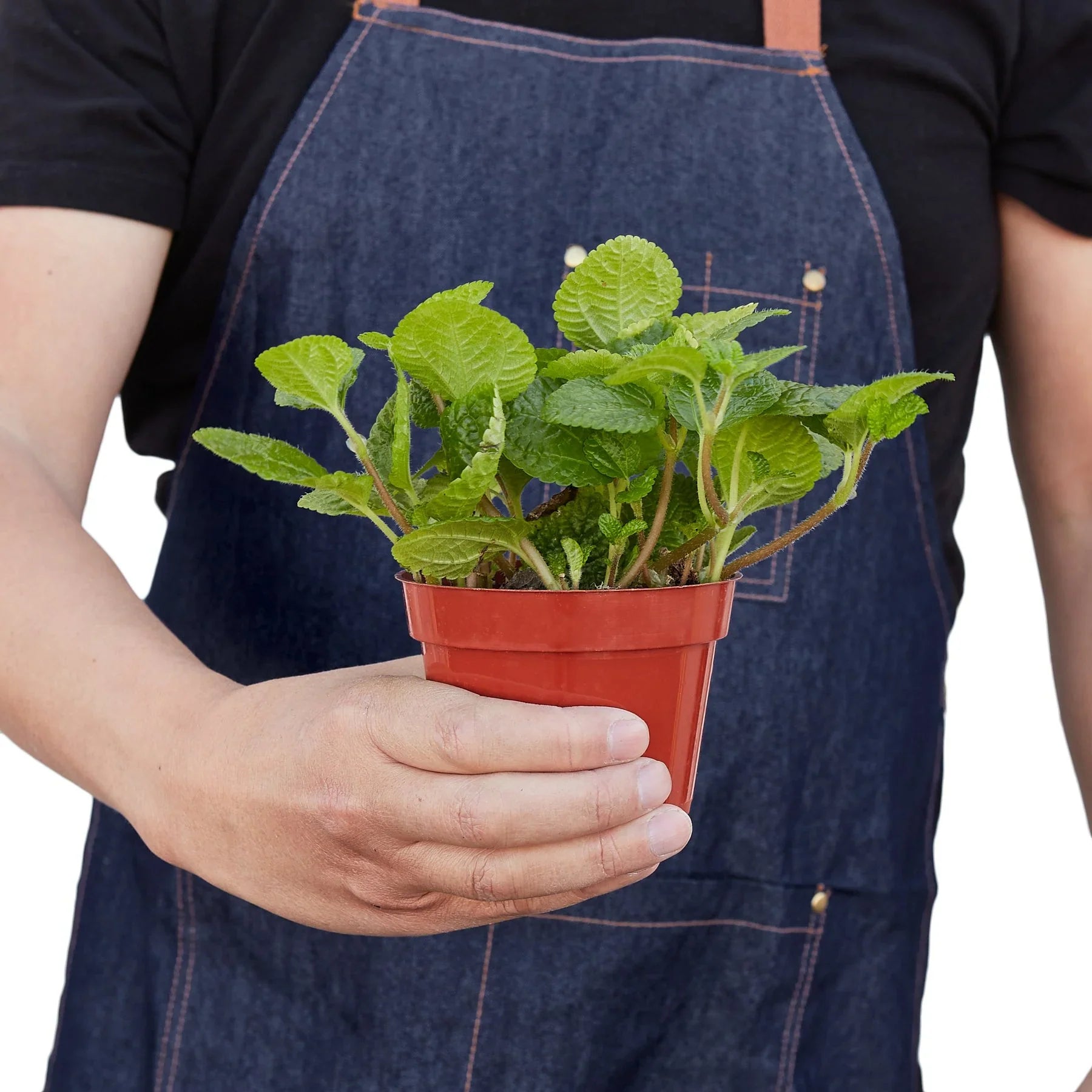 Crinkle Pilea