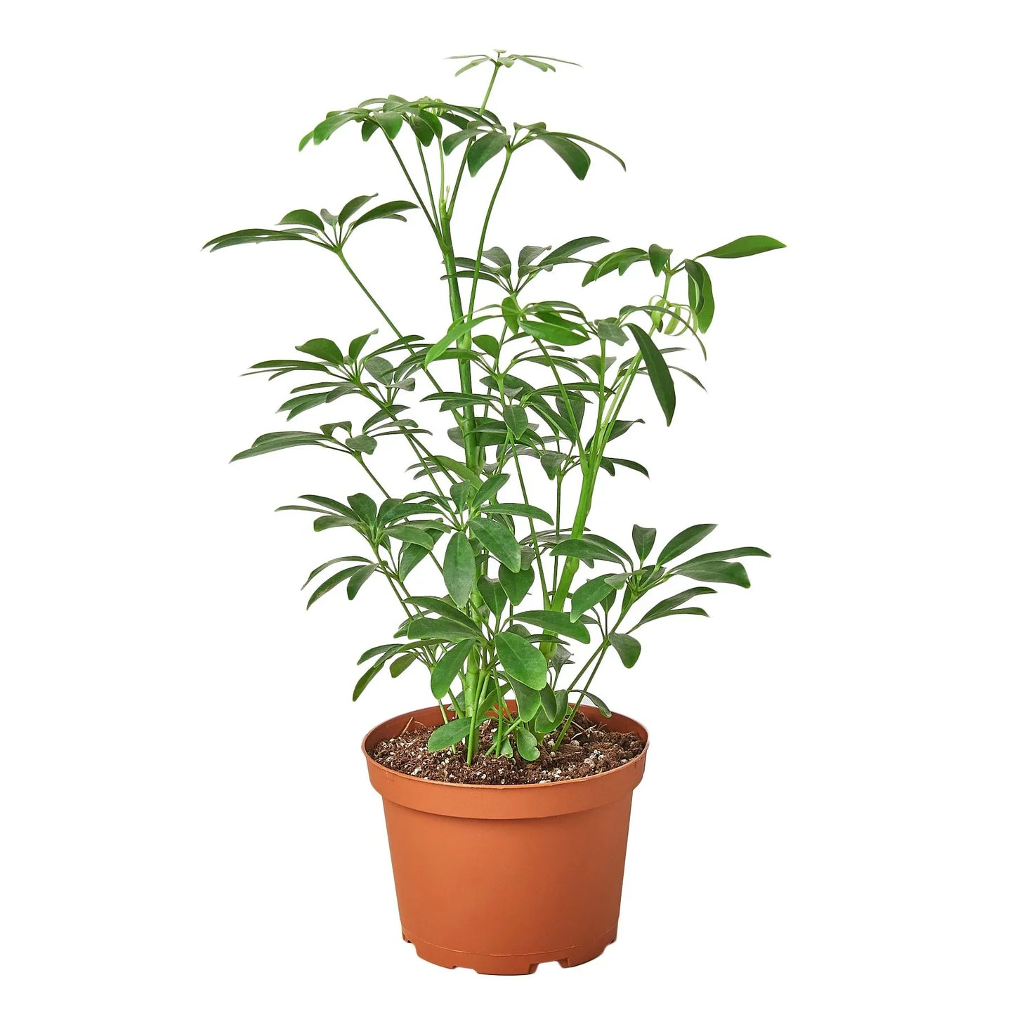 Schefflera Arboricola 'Umbrella' 6"