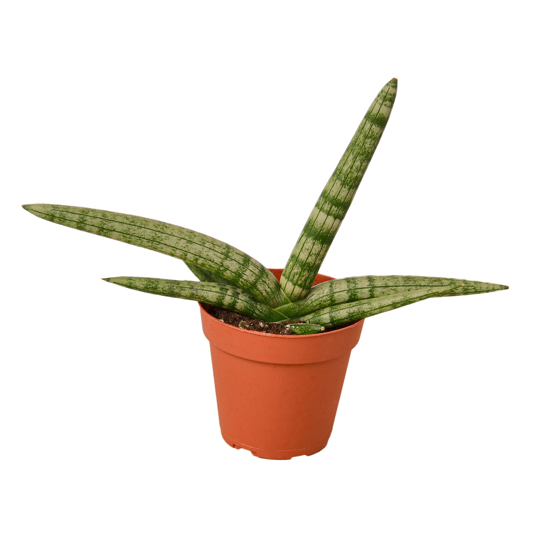 Starfish Snake Plant 3"