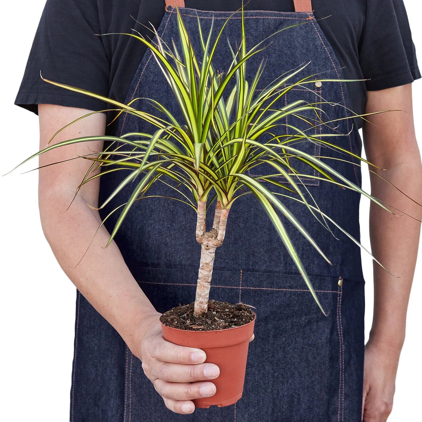 Dracaena Marginata 'Sunshine' 4"