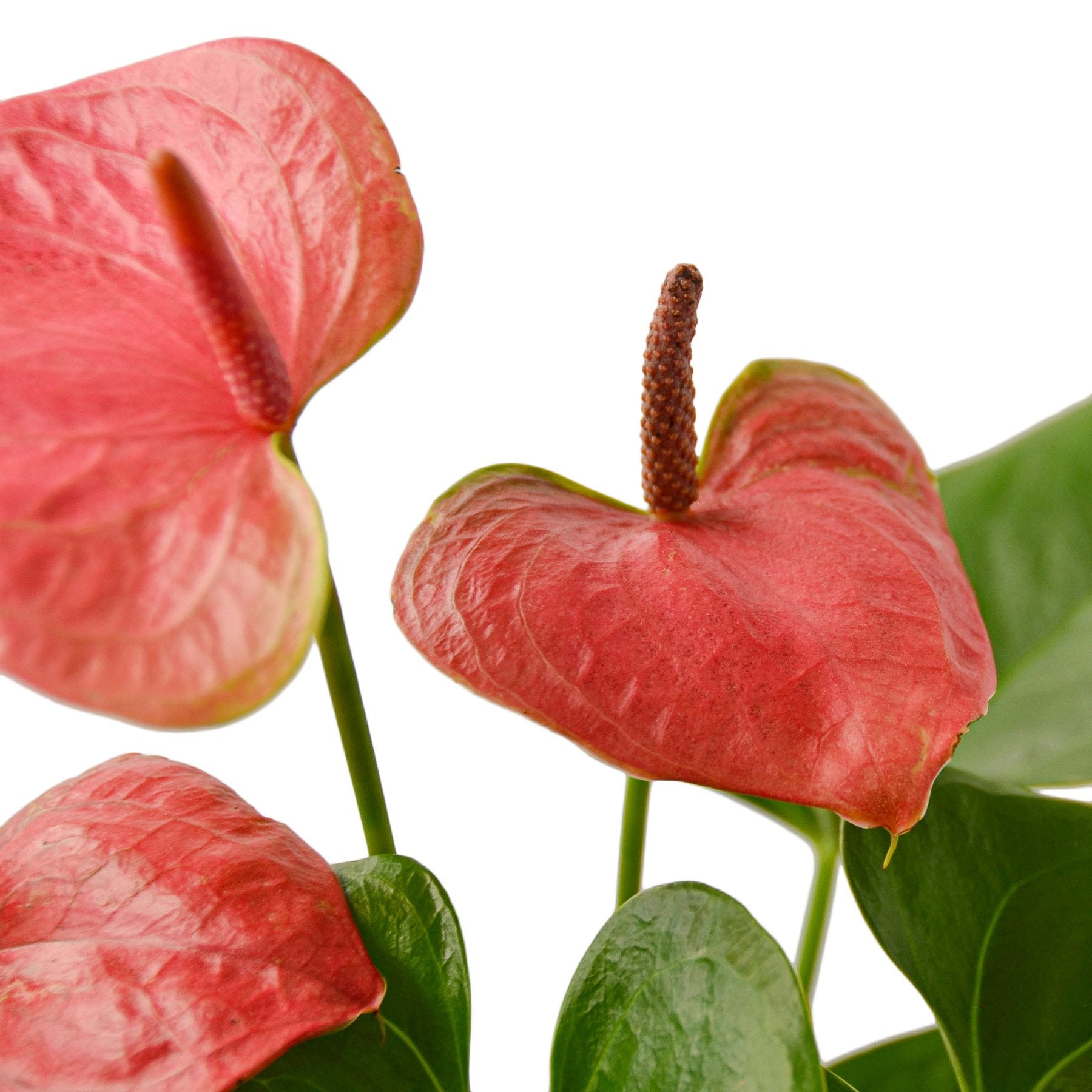 flamingo flower anthurium