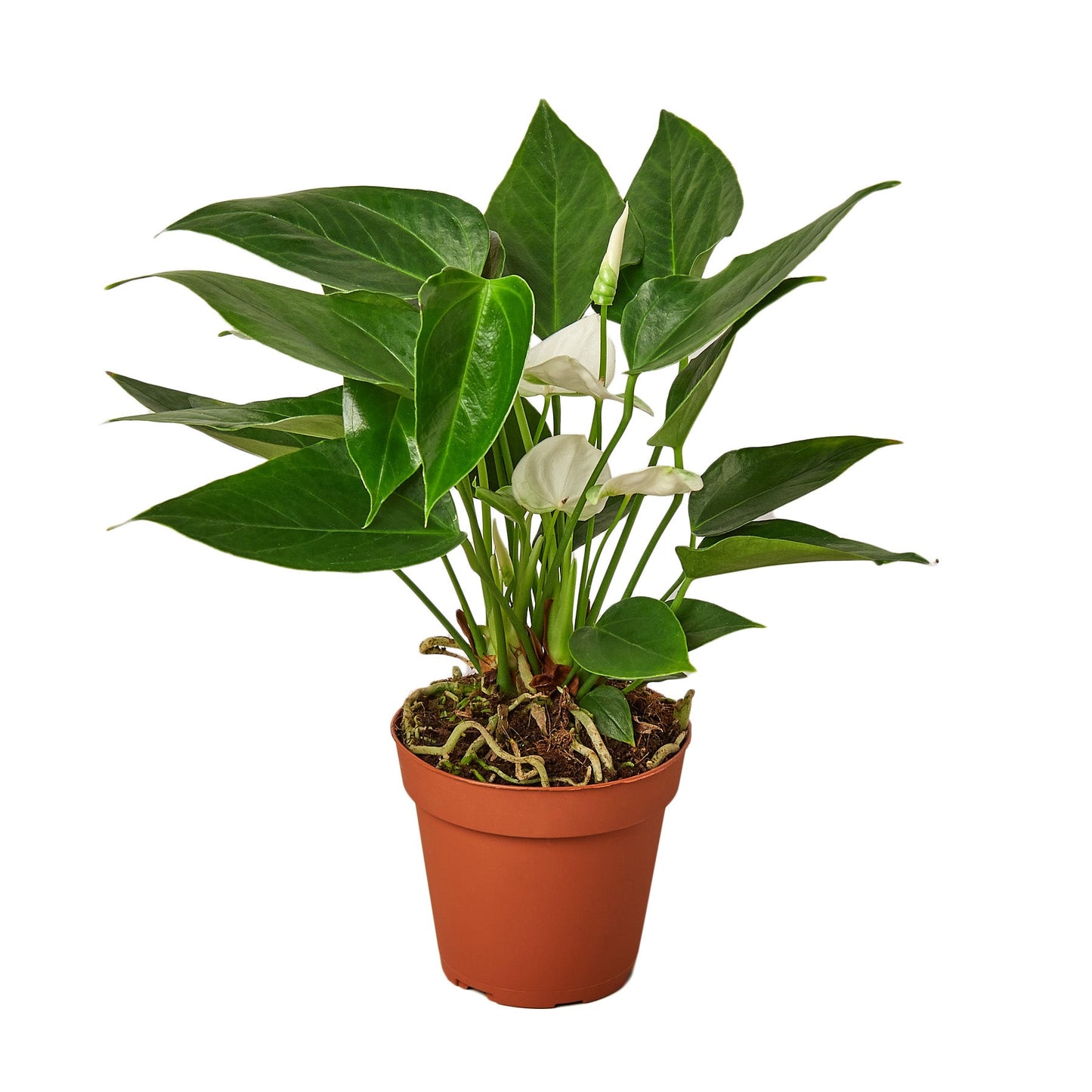 Flowering Anthurium White Flowers 