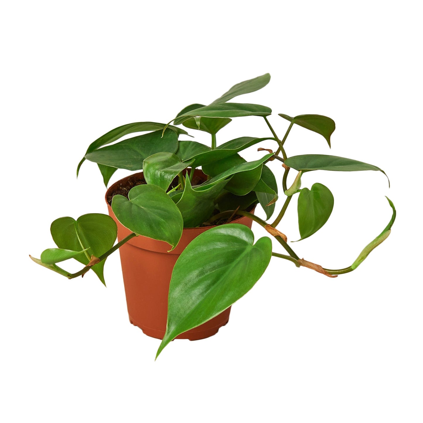 Heartleaf Philodendron