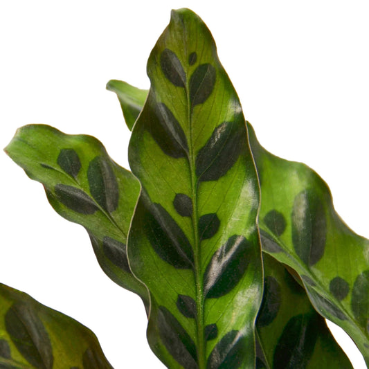 Calathea Rattlesnake Plant