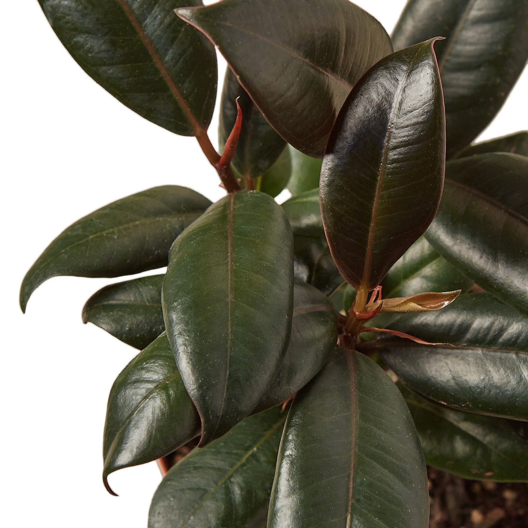 Ficus elastica burgundy