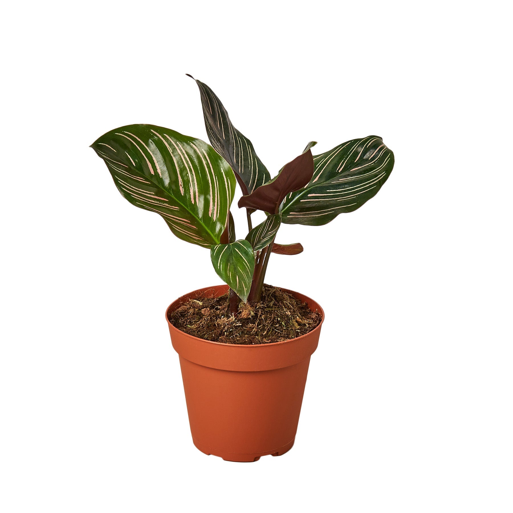 Calathea 'Ornata' 3"