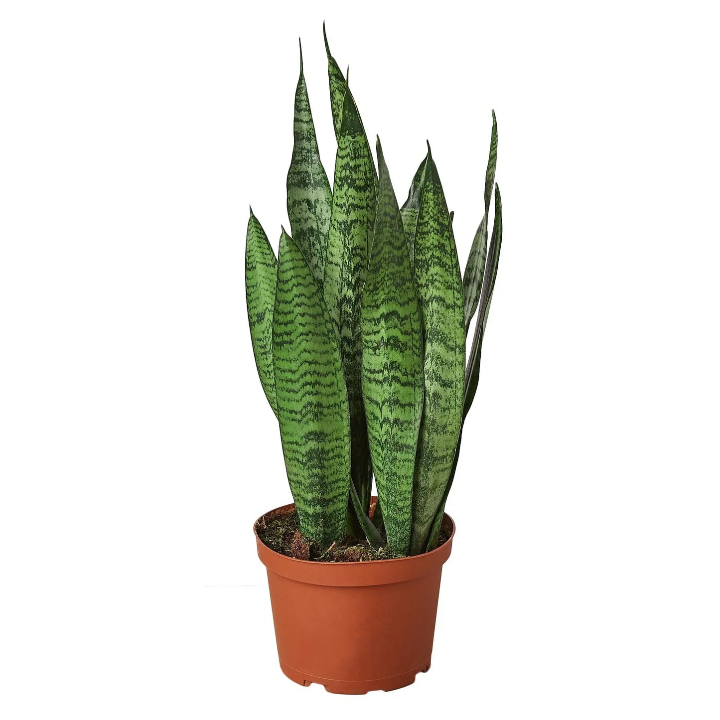 Zeylanica Snake Plant