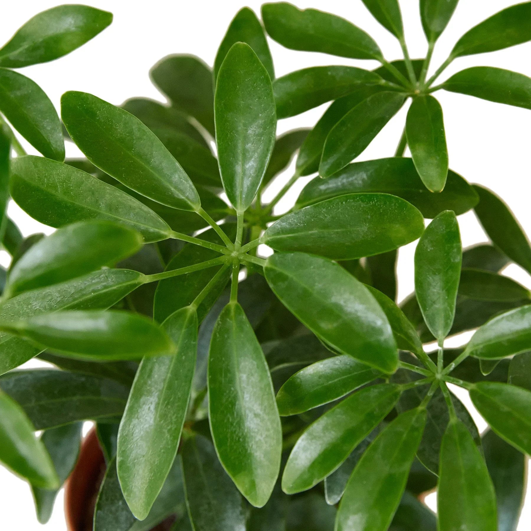 Schefflera Arboricola 'Umbrella' Close Up