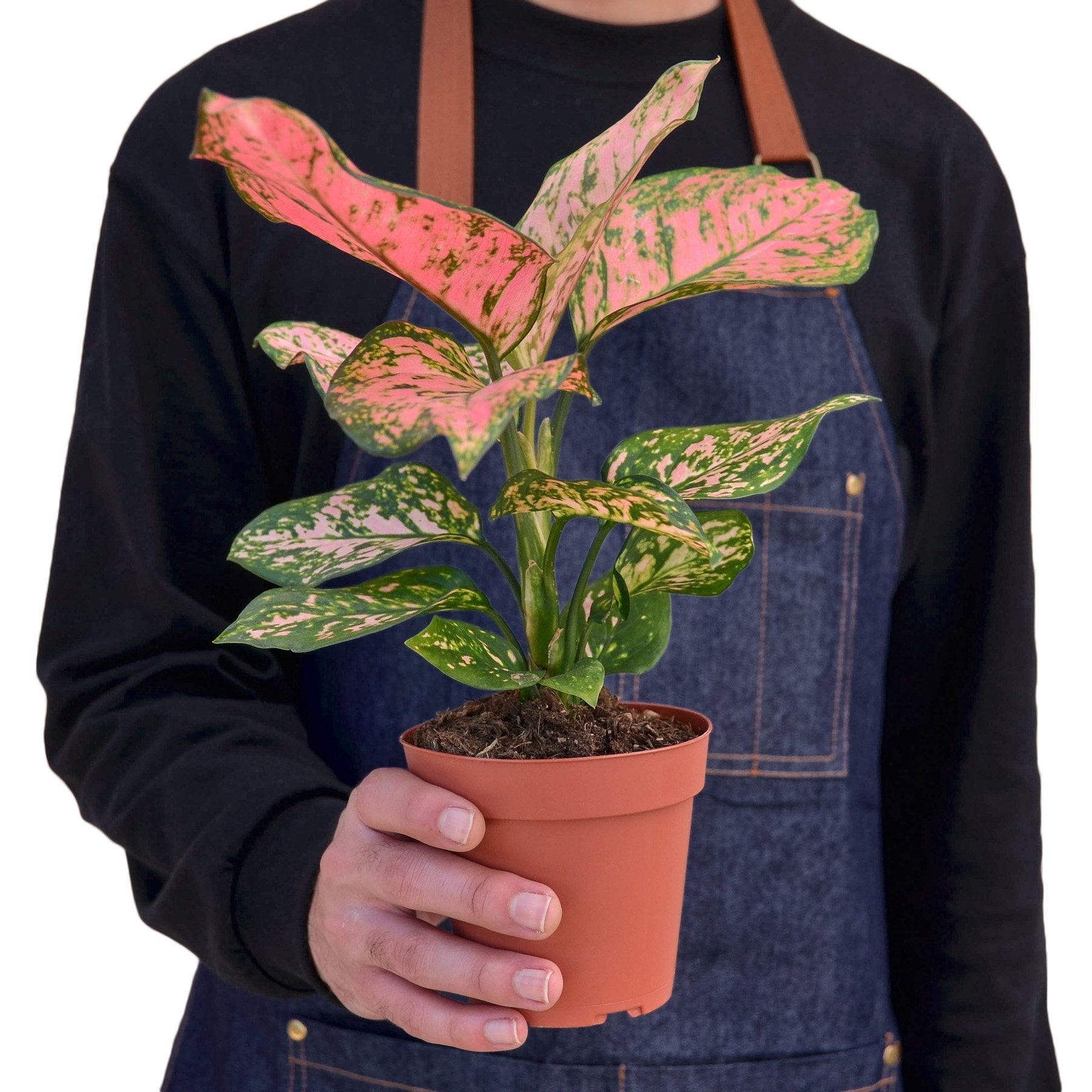 Aglaonema 'Lady Valentine' Chinese Evergreen