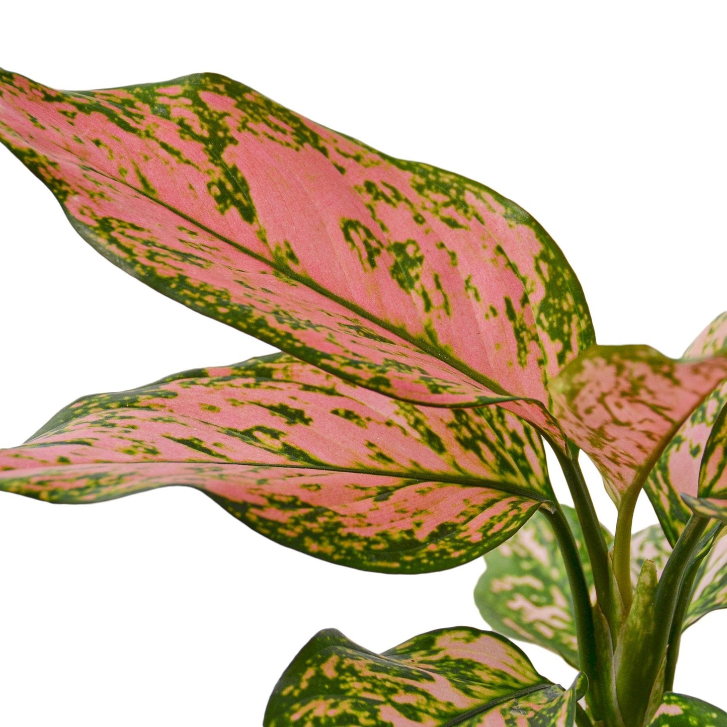 Aglaonema Lady Valentine Chinese Evergreen