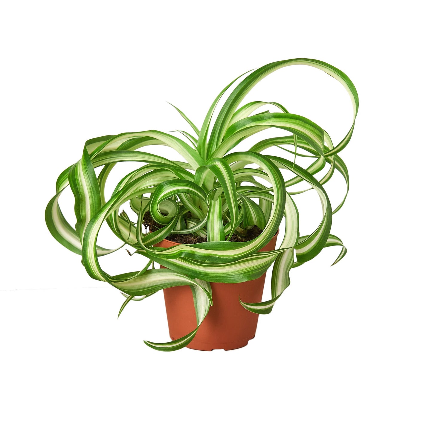 Spider Plant Bonnie