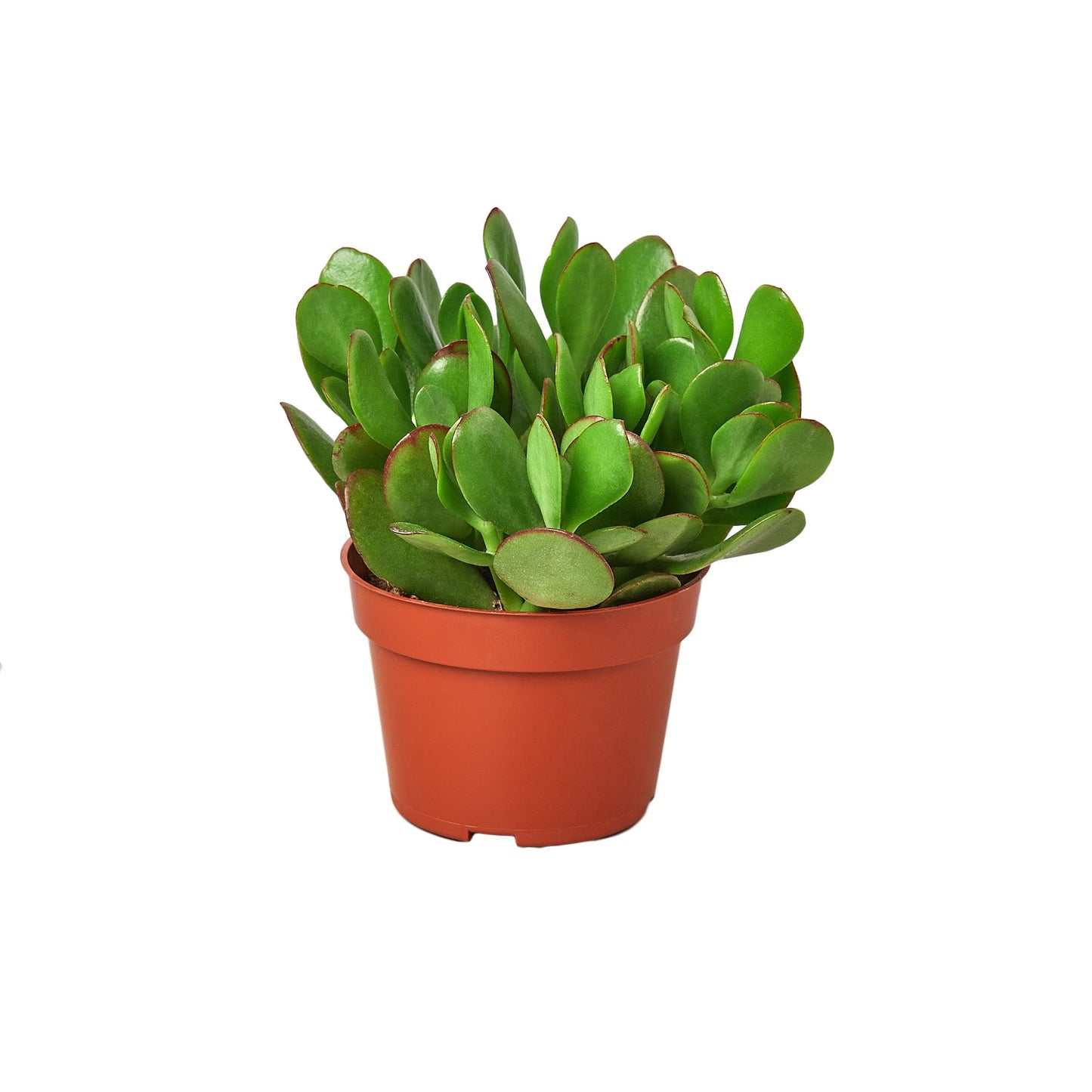 Jade Plant Crassula Ovata