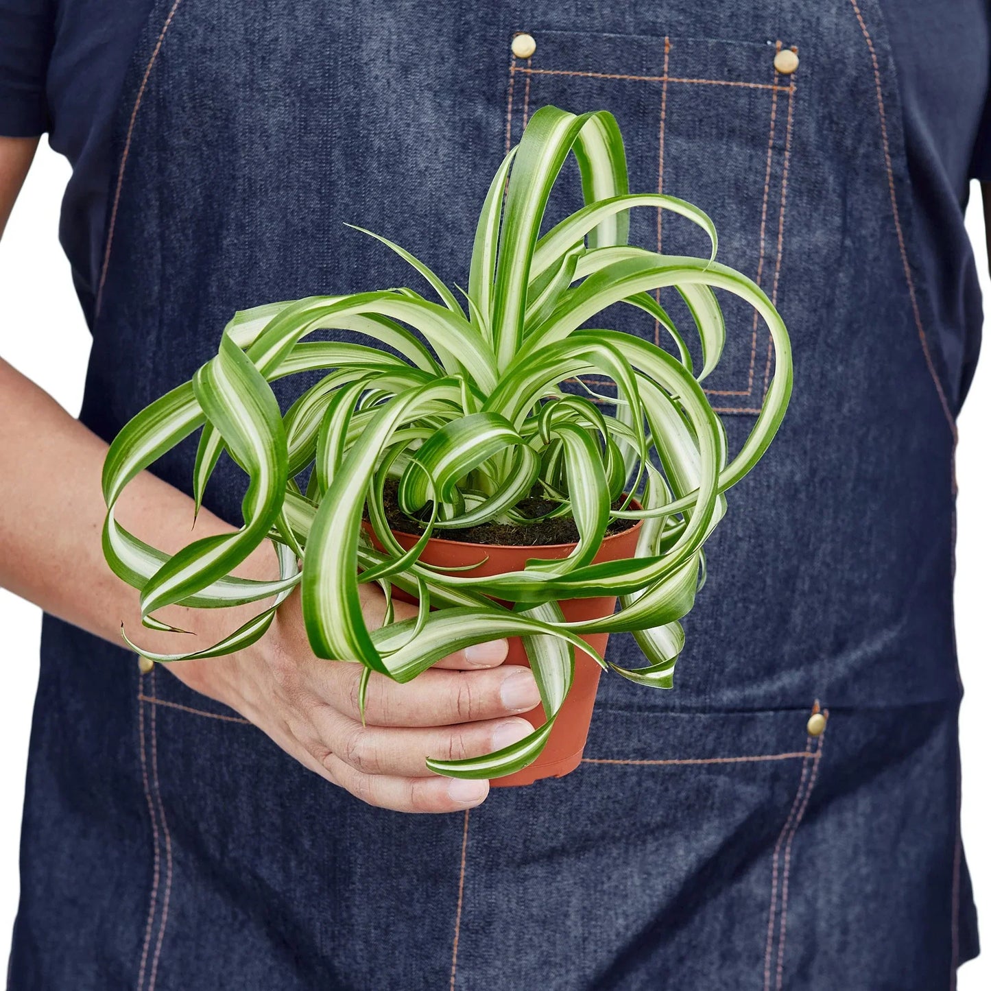 Curly Spider Plant