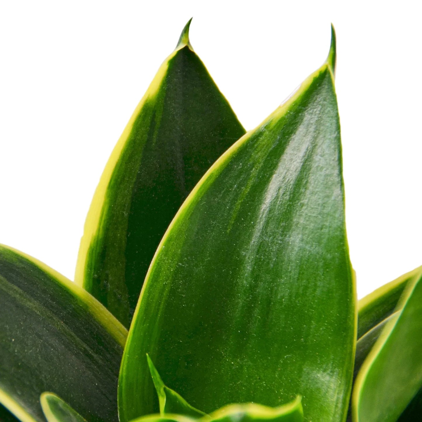 Emerald Star Snake Plant