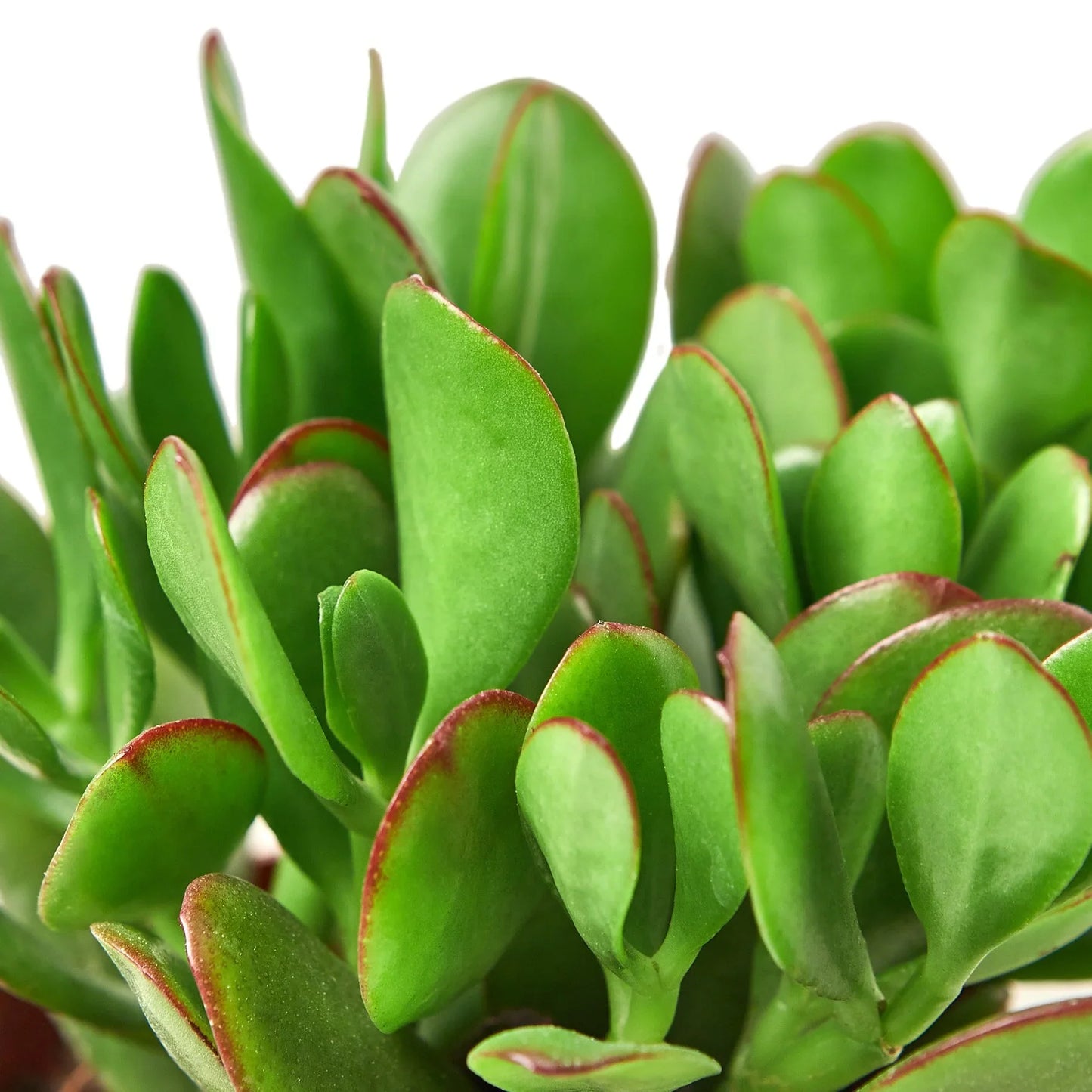 Jade Plant Crassula Ovata