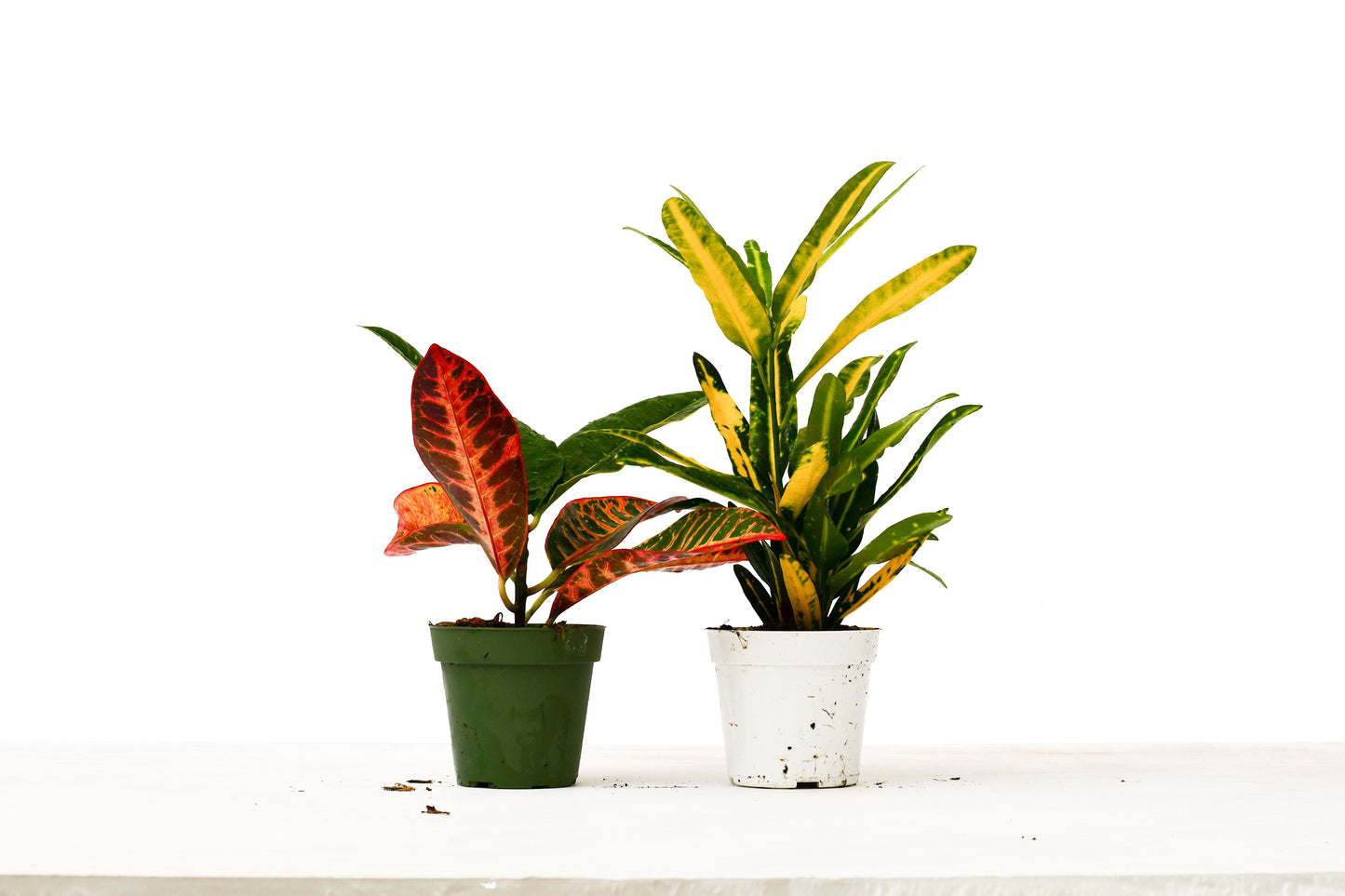 Croton Variety Pack - 2 EA