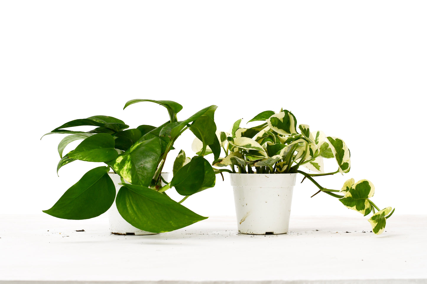 Pothos Variety Pack - 4" Pot - 2 Pack