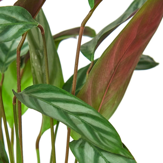 Calathea 'Grey Star' Close Up