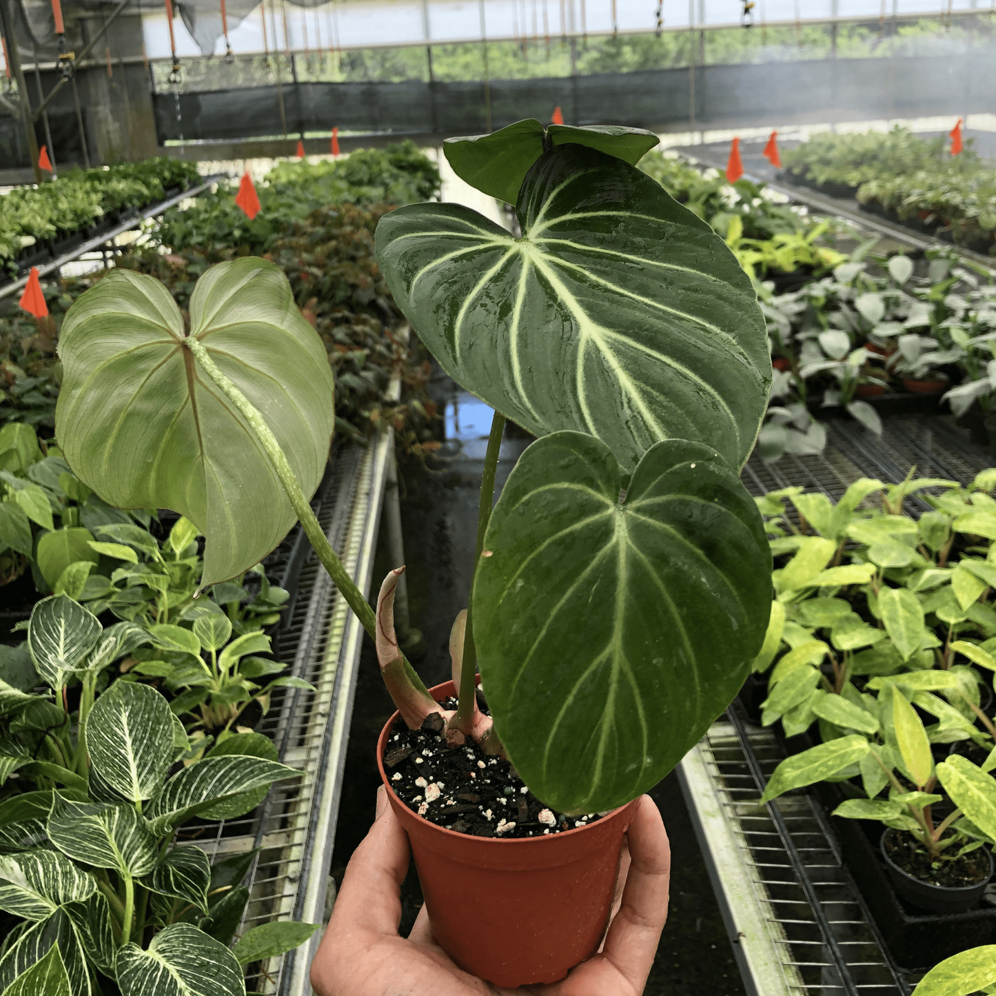 Philodendron Gloriosum