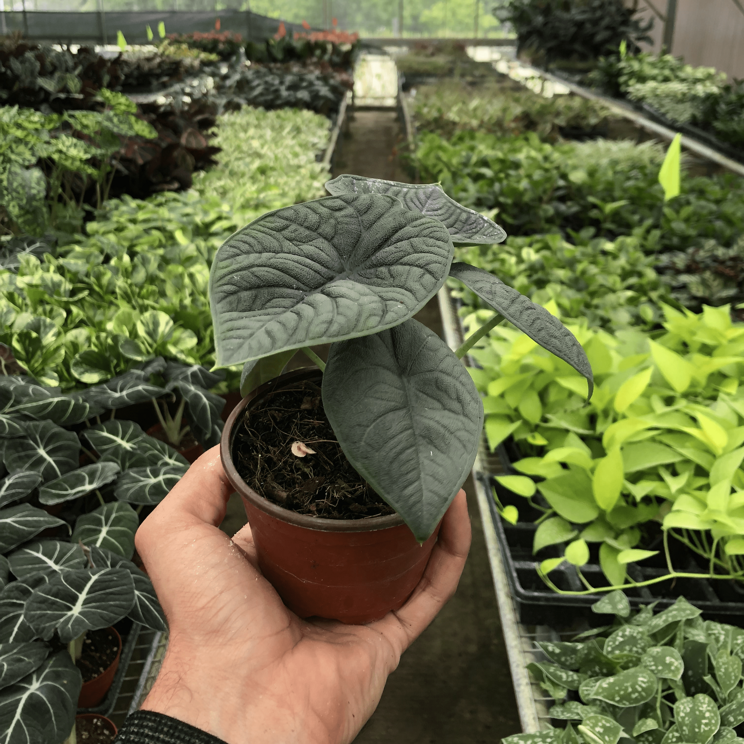 Alocasia 'Melo