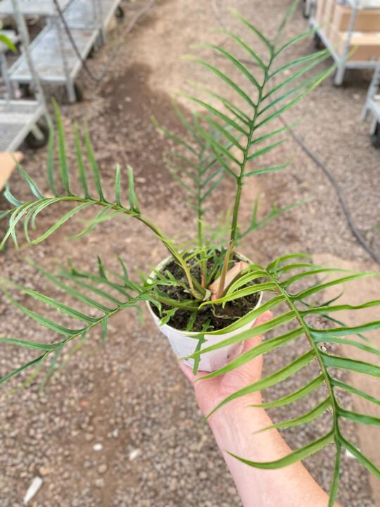 Philodendron 'Tortum'