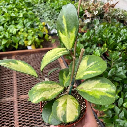 Hoya Obovata Reverse 6"