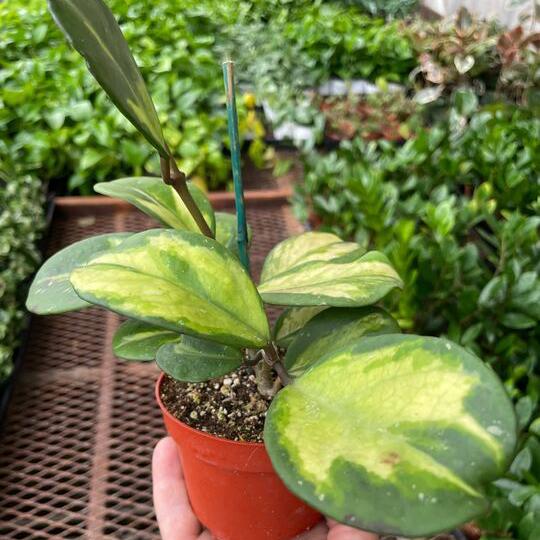 Hoya Obovata Reverse